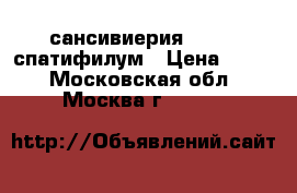 сансивиерия......  спатифилум › Цена ­ 250 - Московская обл., Москва г.  »    